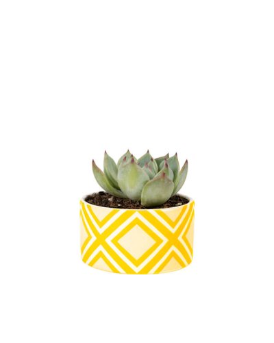 Echeveria Agave (Demo)